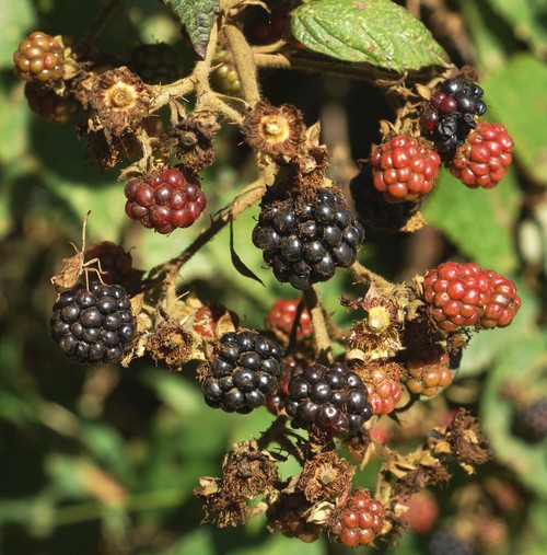 fruit