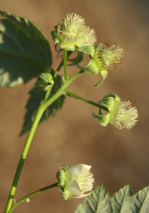 fleur