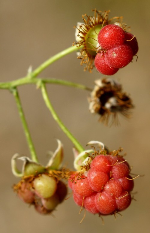 fruit