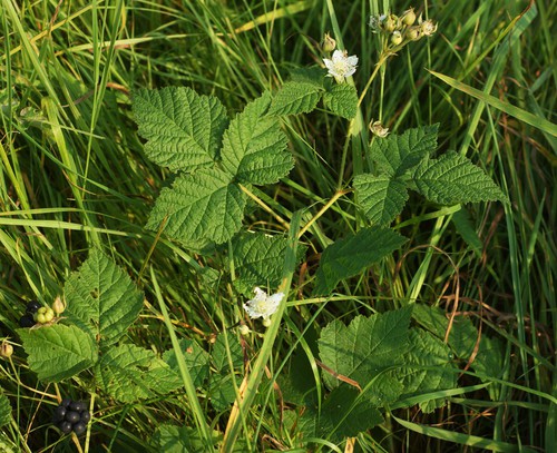 Rubus pruinosus