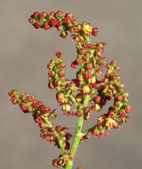 Inflorescence