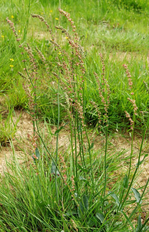 Rumex acetosa