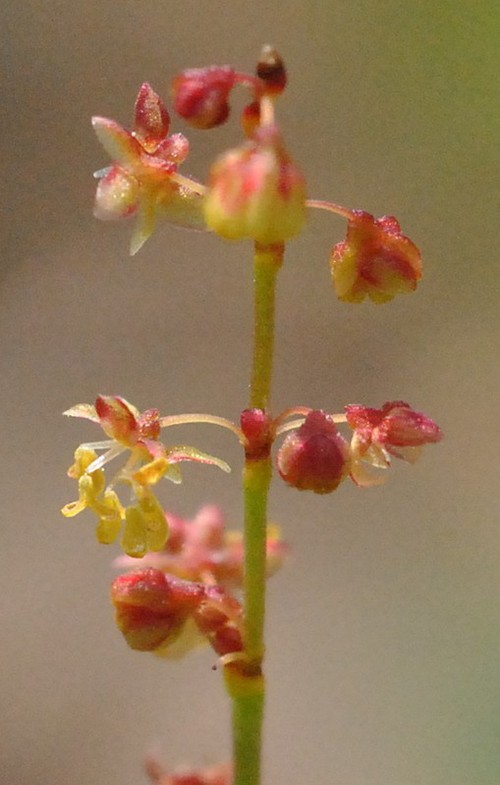 détail fleur