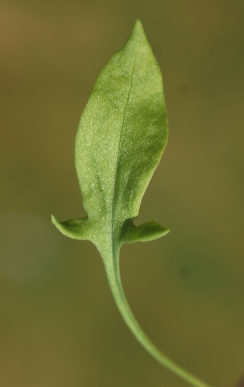 feuille