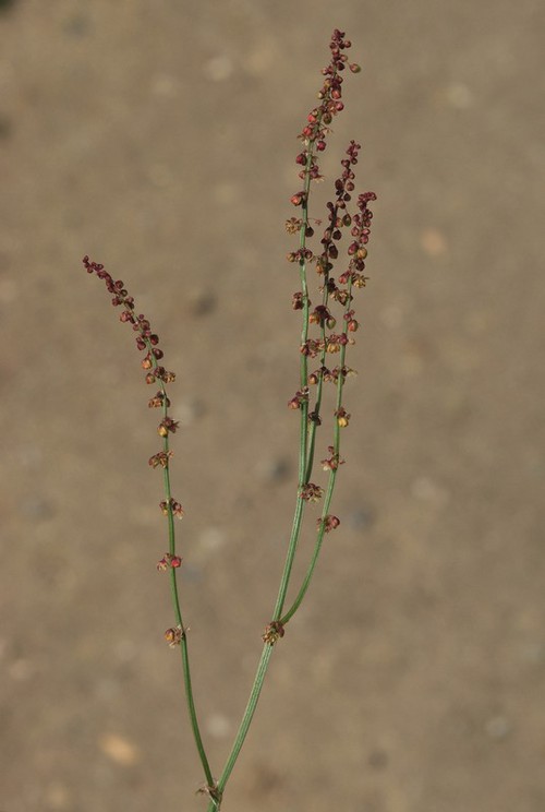 inflorescence