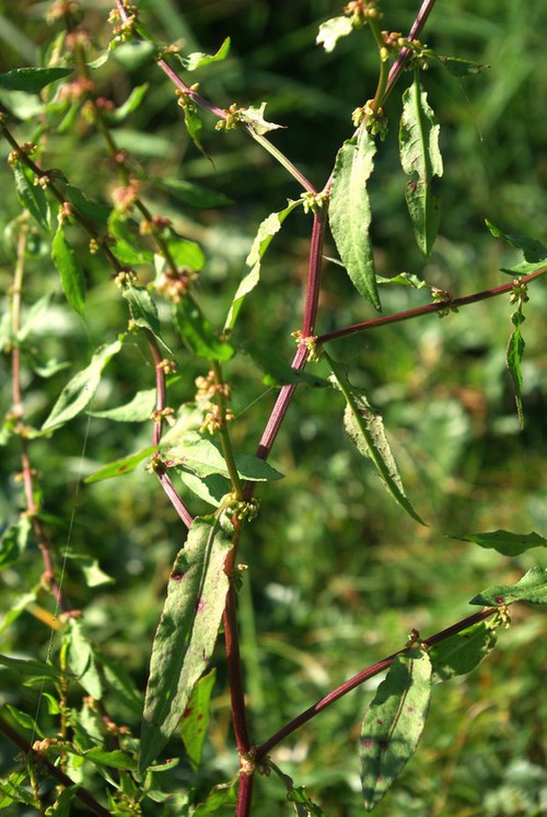 feuille