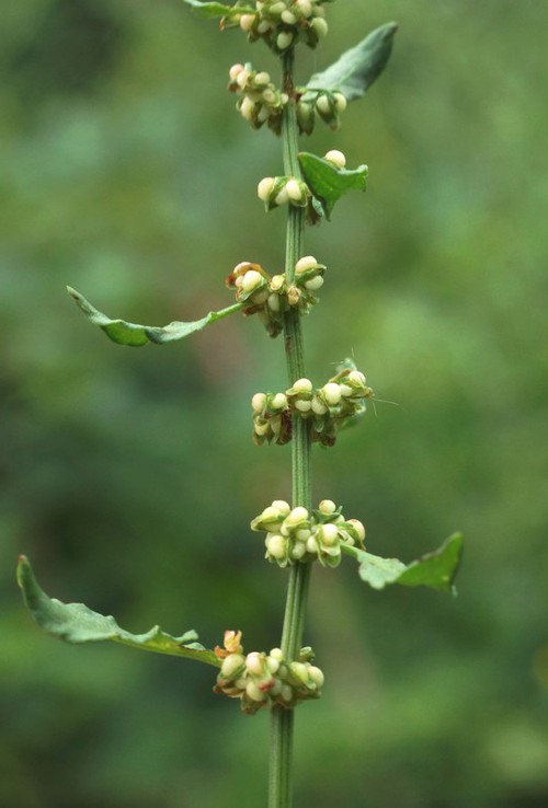 fruit