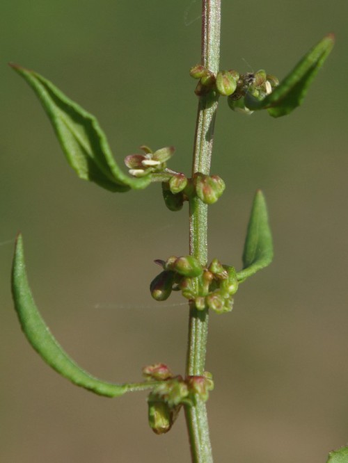 inflorescence
