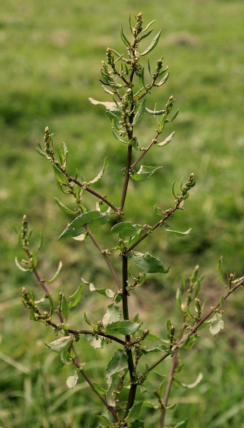 sommet inflorescence