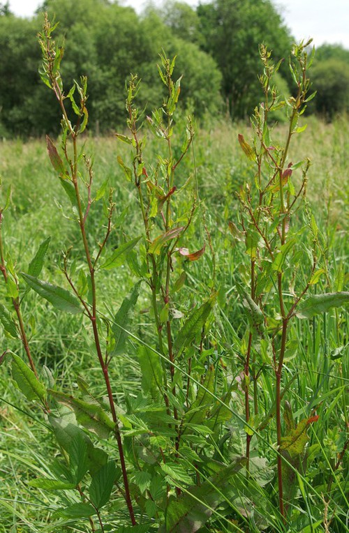 Plante entière