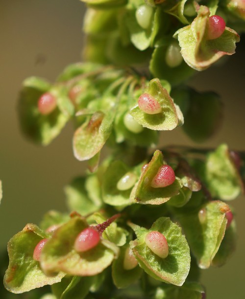 détail fruit
