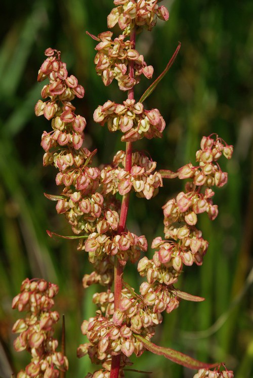 fruit