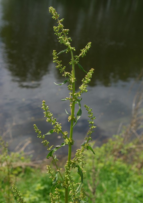 inflorescence