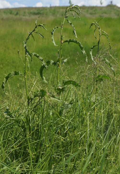 Plante entière