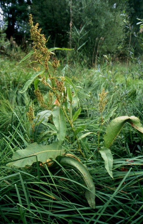 Rumex cristatus
