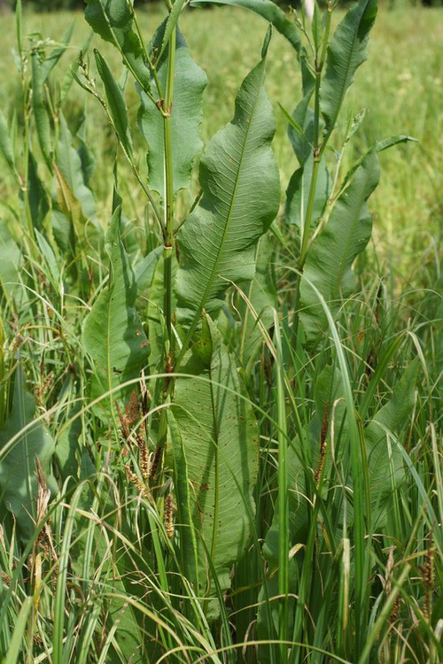 feuille