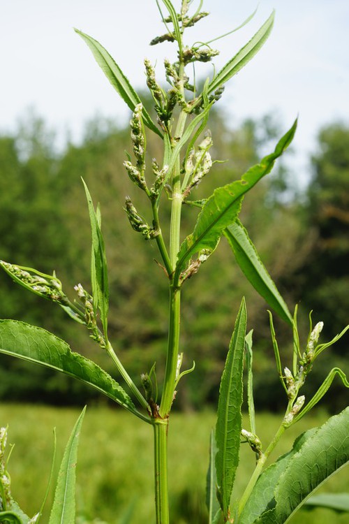 inflorescence