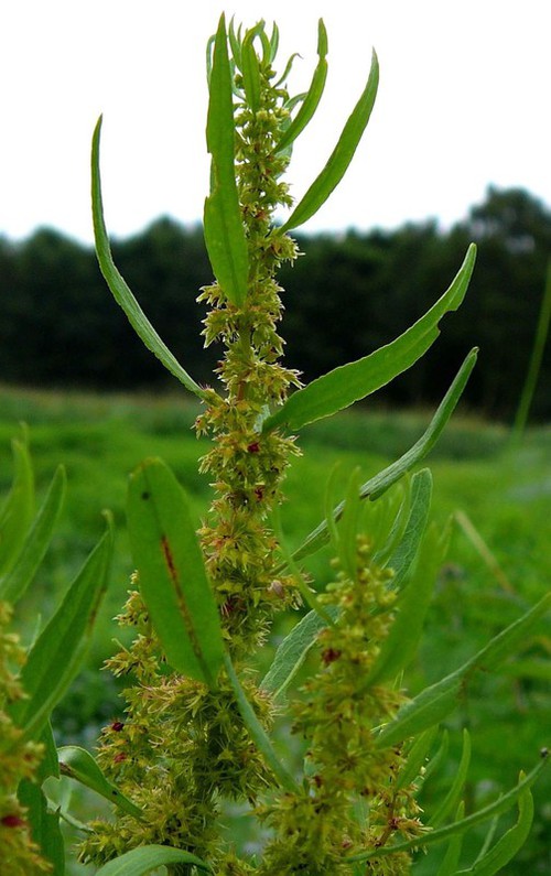 détail fruit