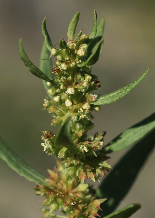 inflorescence