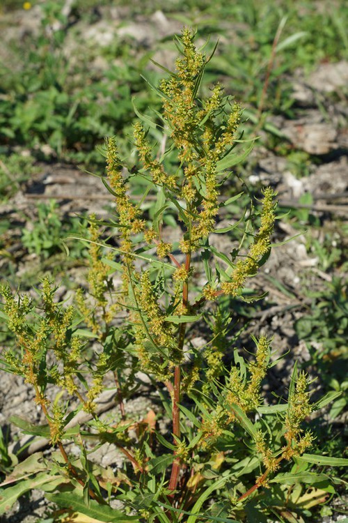 Plante entière