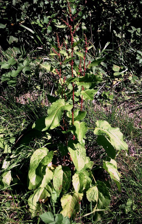 Rumex obtusifolius