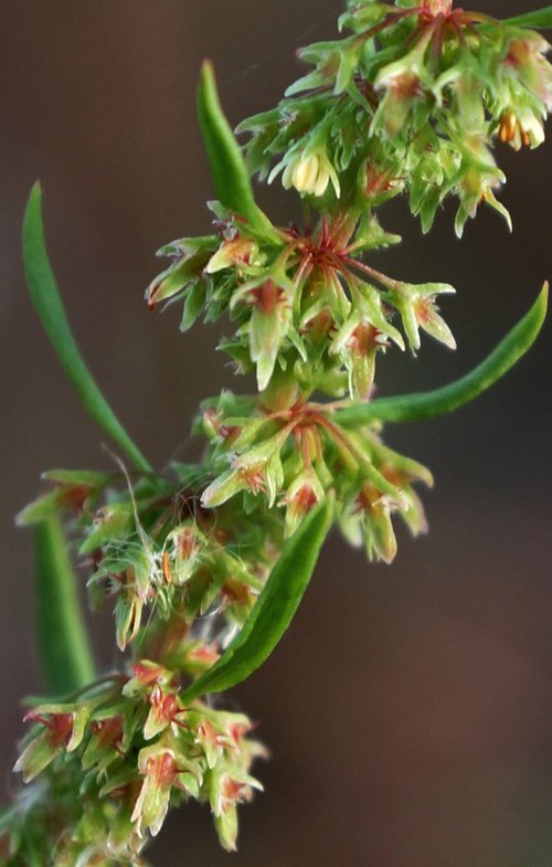 Inflorescence