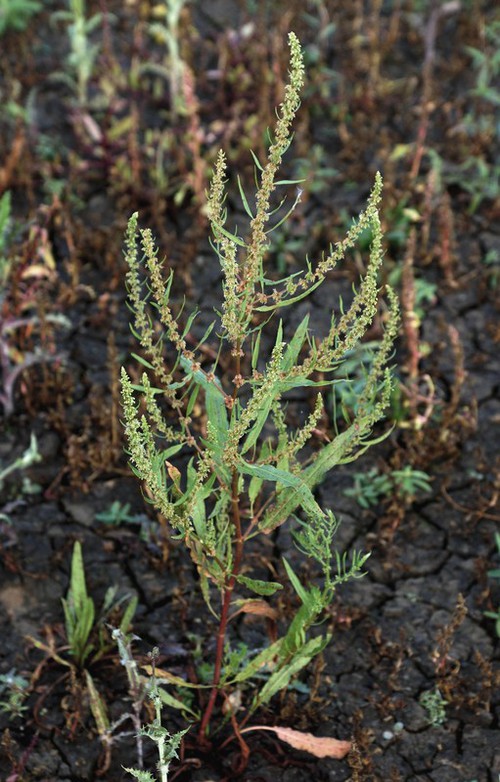 Rumex palustris