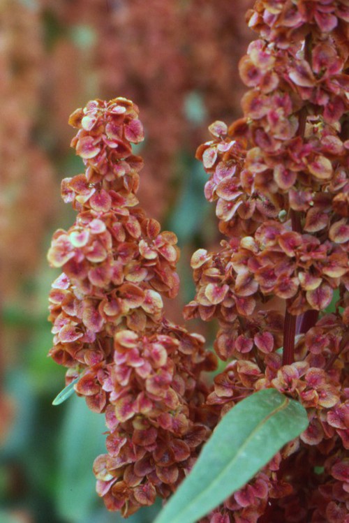 fruit