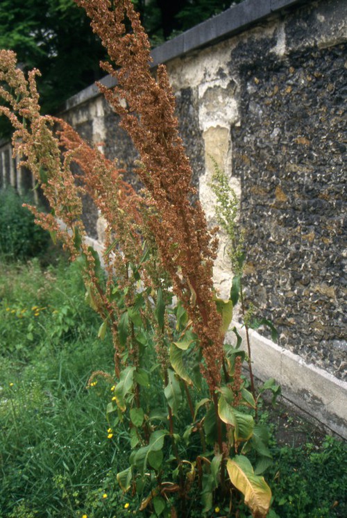 Plante entière