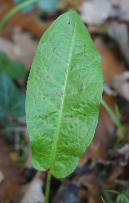feuille