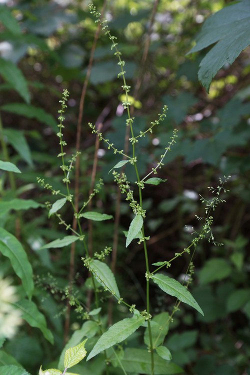 inflorescence