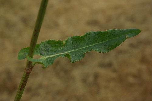 détail feuille