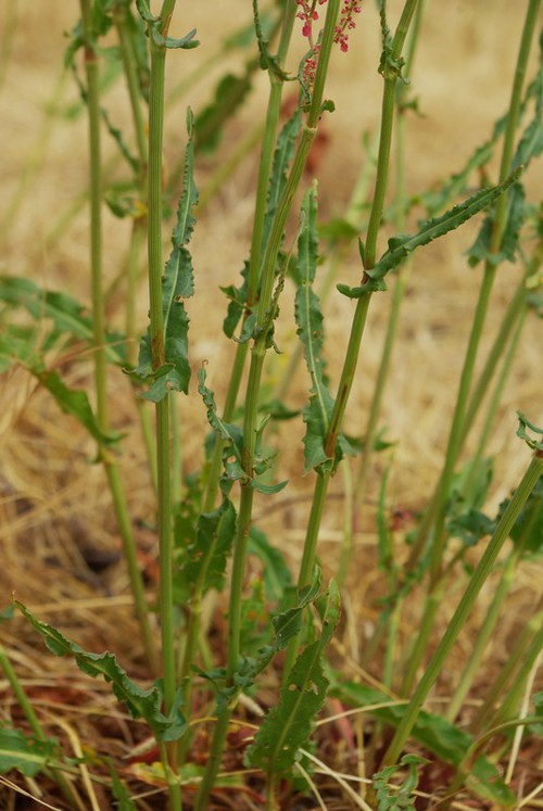 feuille