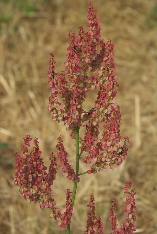 fruit