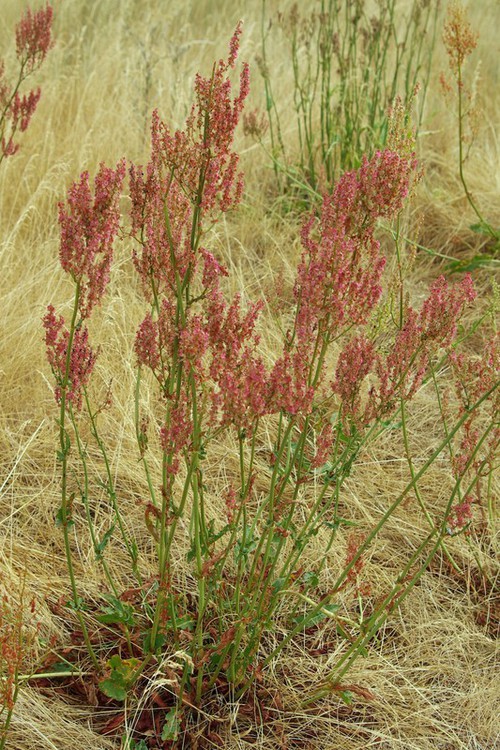 Plante entière