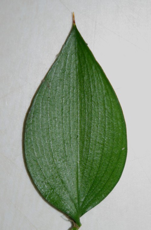 détail cladode