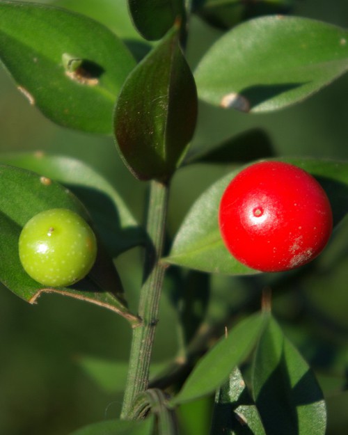 fruit