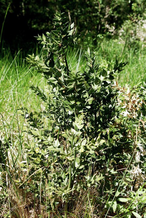 Plante entière