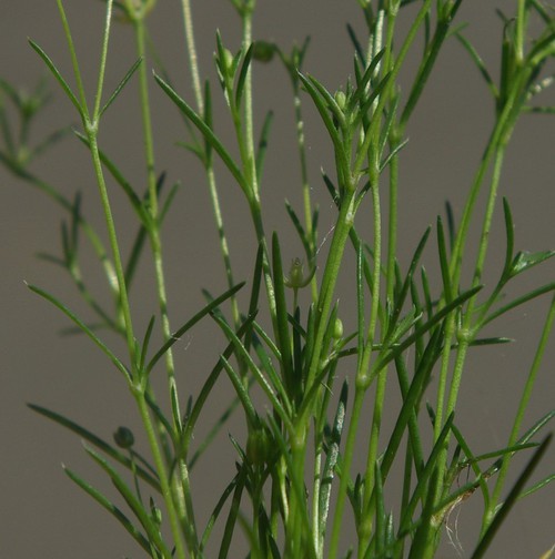 feuille