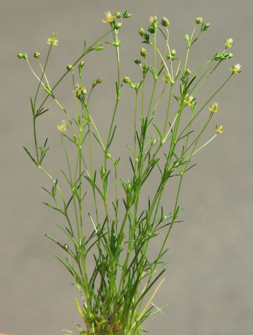 Plante entière