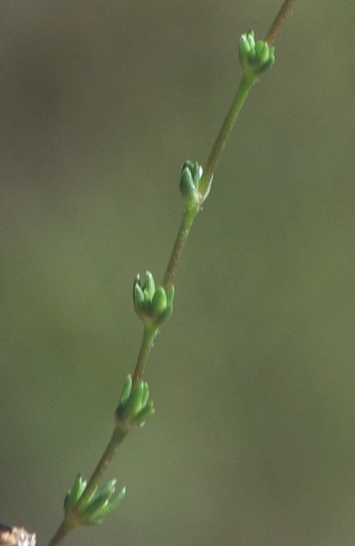 feuille