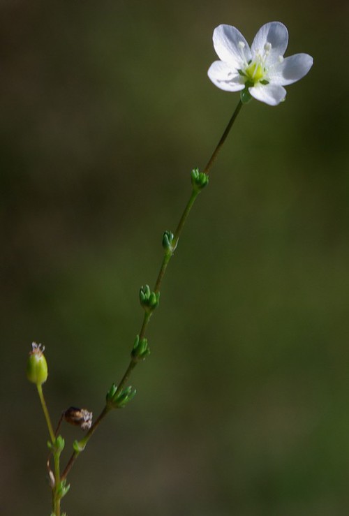 fleur