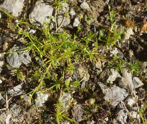 Plante entière