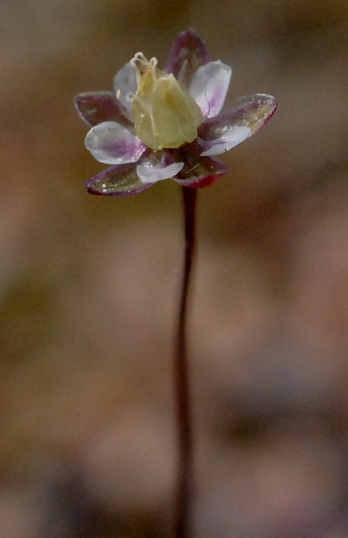 fleur