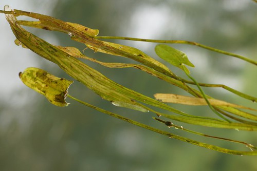 feuilles immergées
