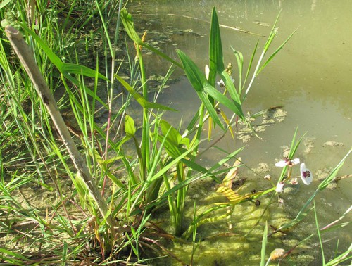 Plante entière