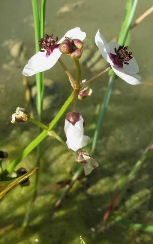 détail fleur