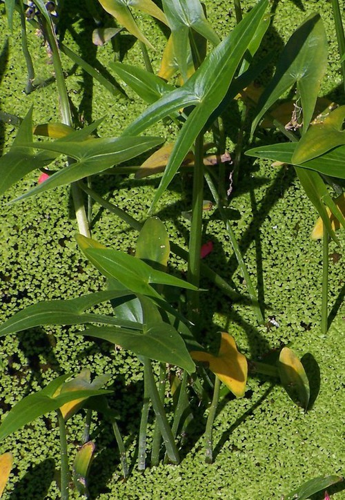 feuille