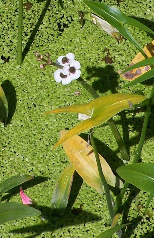 inflorescence