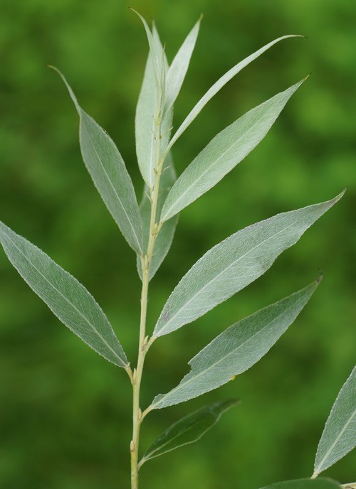 détail feuilles